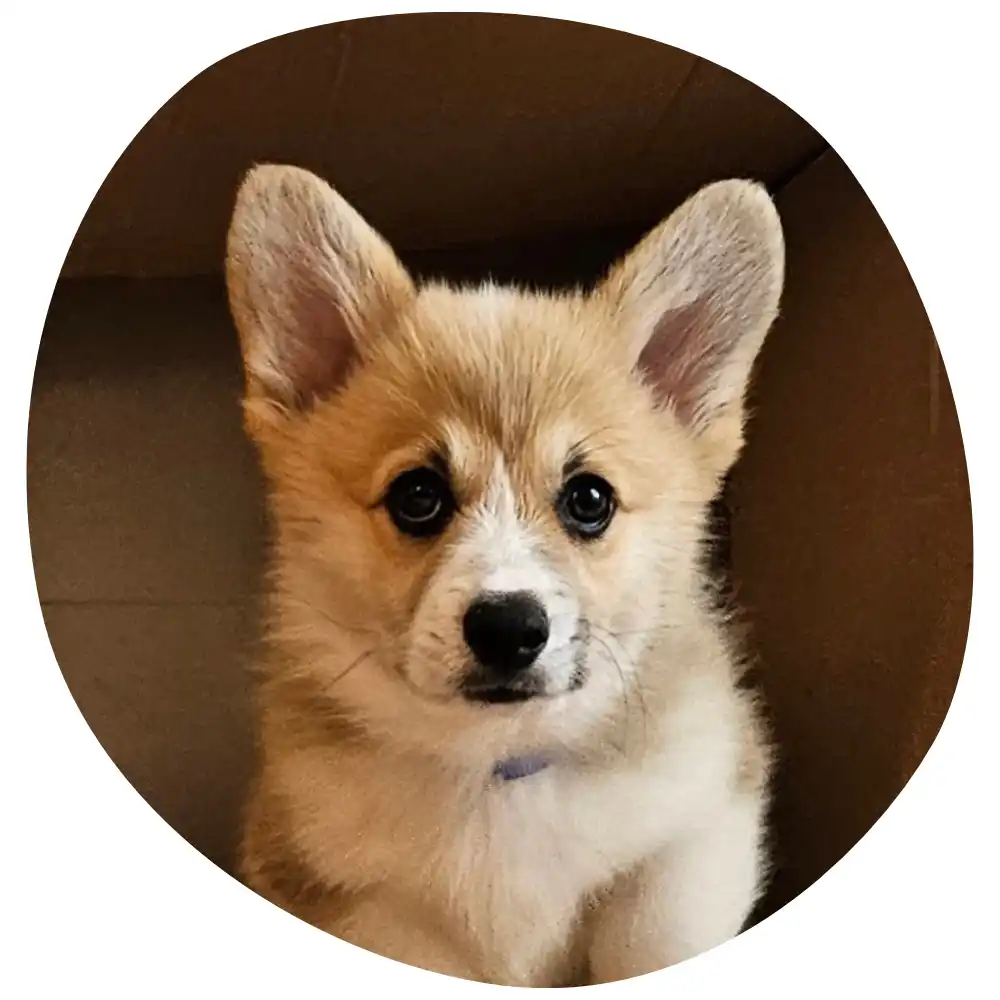 Fotografia do Happy, o Corgi